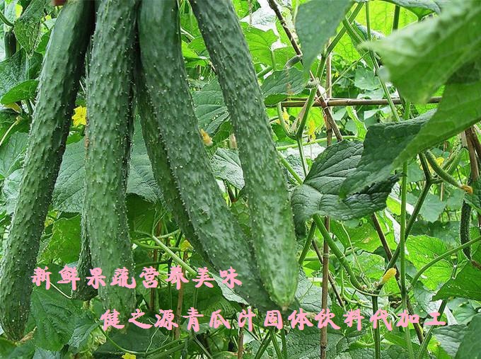 青瓜的六大營養(yǎng)價值，你知道嗎？